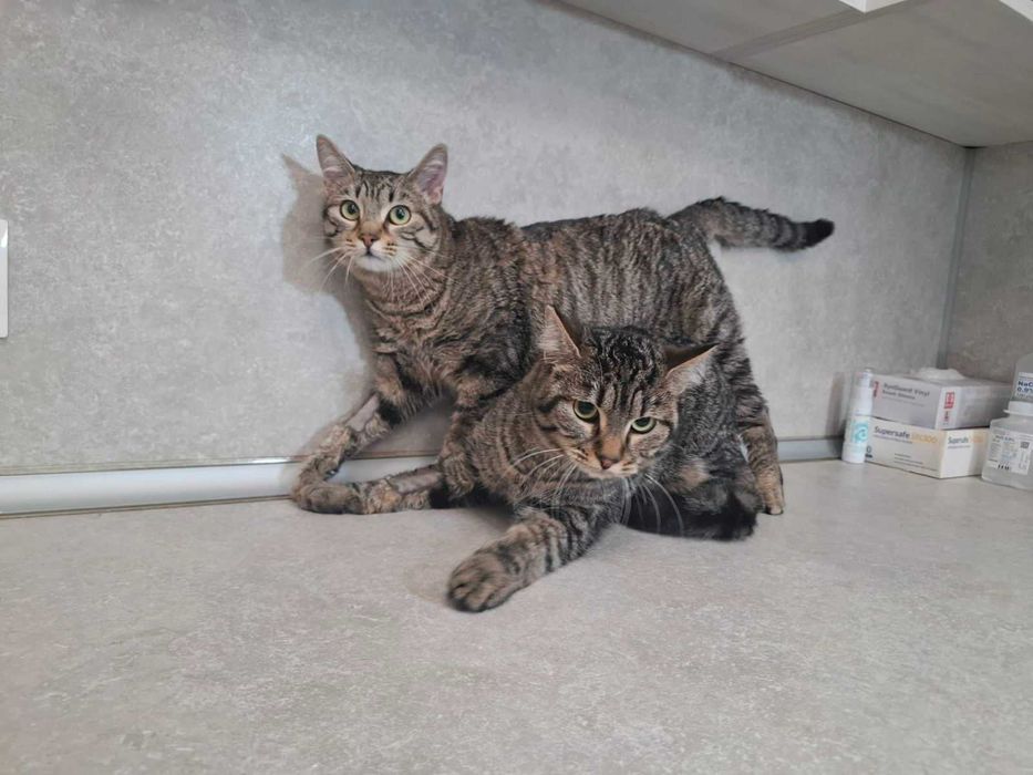 Котета търсят своя дом