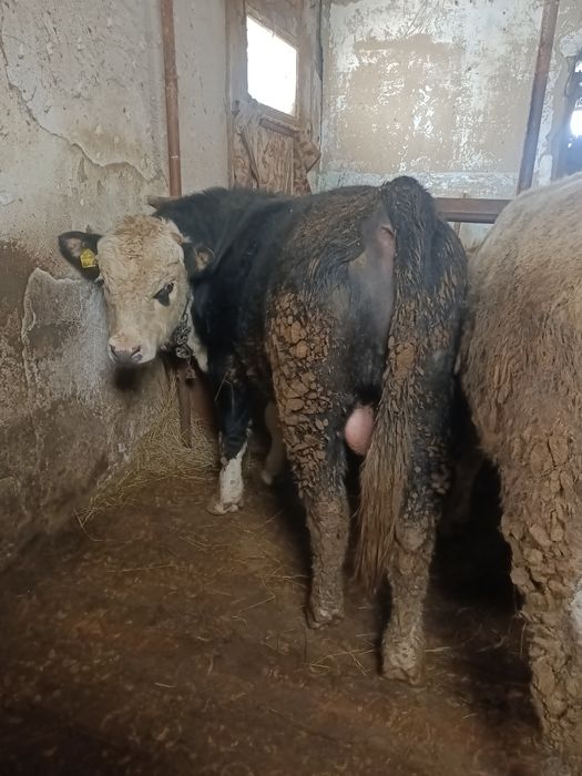 Откормда турган 5 бас бука сатылады