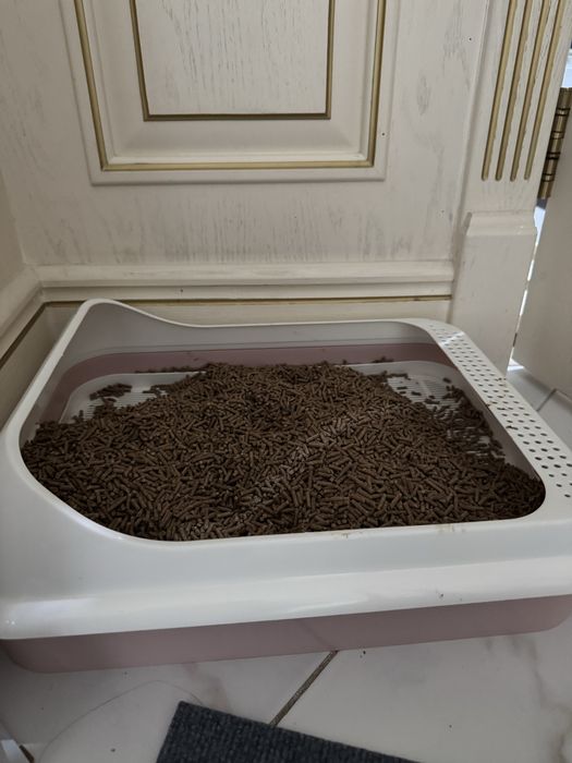 Продается красивый сиамский котенок