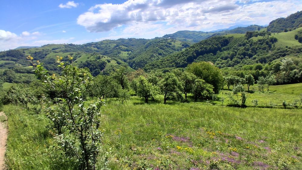 Teren intravilan 4500mp de vânzare Poiana Marului Brasov