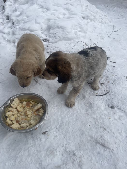 Отдам в добрые руки щенят