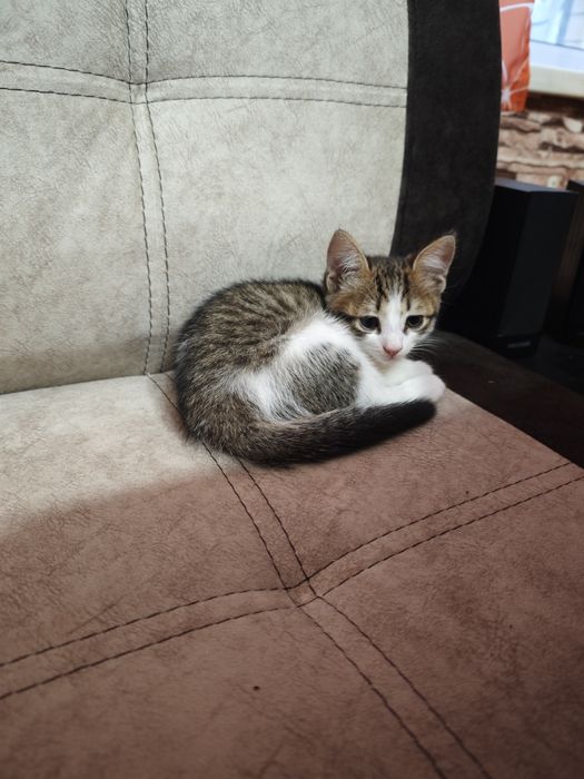Отдам котика в добрые руки