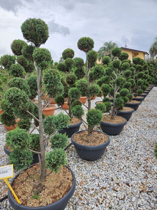 Pom pon spirala din leylandii