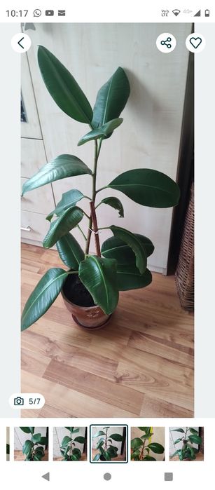 ficus, plantă naturală decorativă