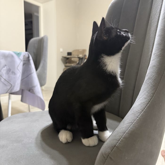 Шотландский котенок