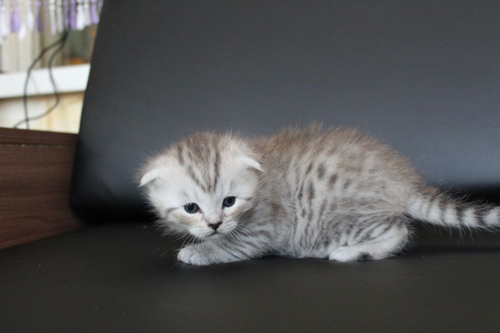 Животные, веслоухие