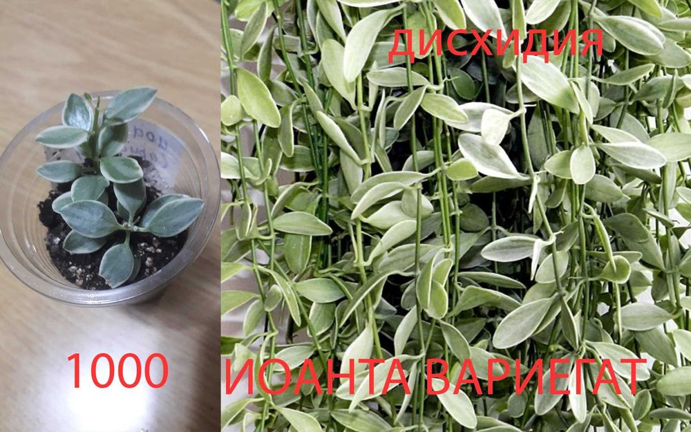 Комнатные  цветы