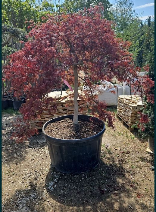 Maslin  bonsai plante