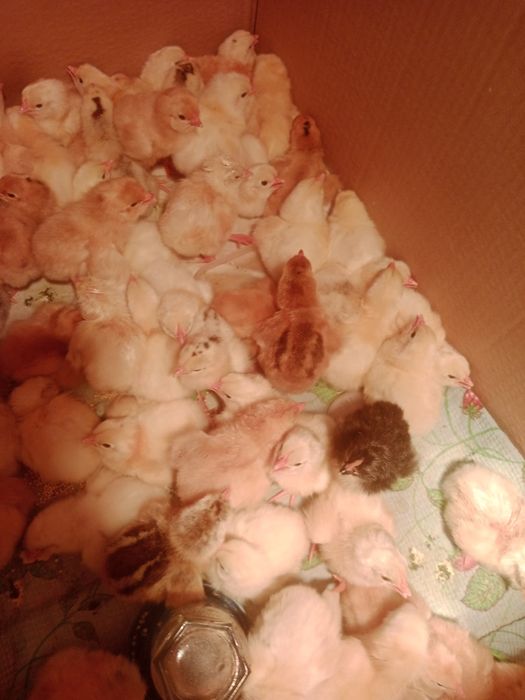 Продам цыплят , домашние !