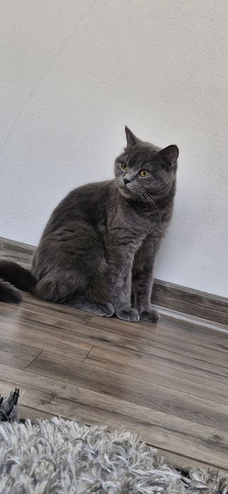 Pui de vânzare 8 săptămâni