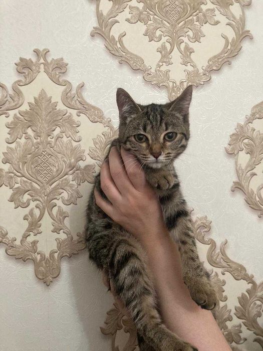 Отдам котенка девочка