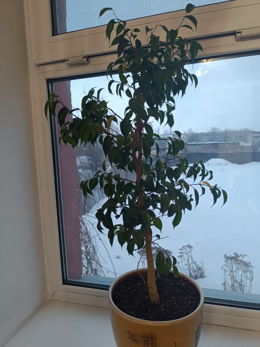 Фикус - дерево!!!