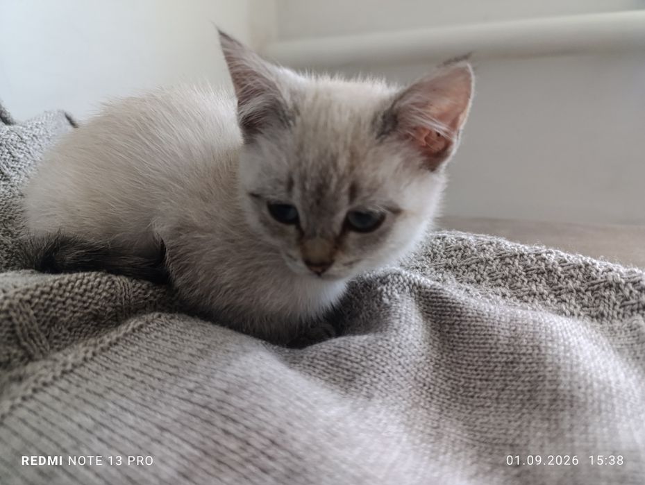 Отдам котят в добрые руки!