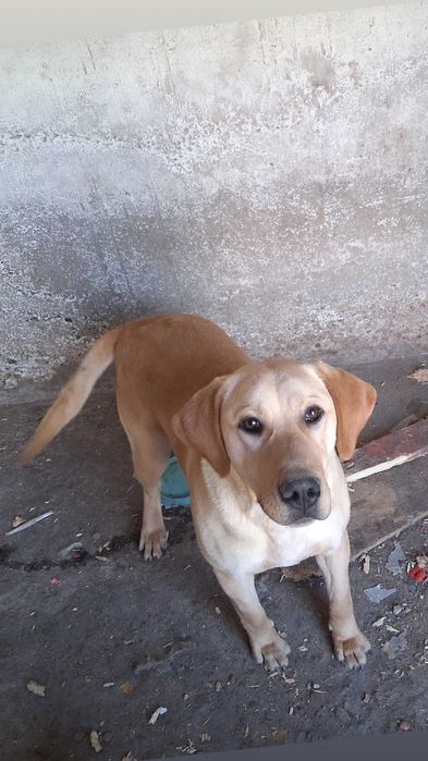 Donez cainii spre adoptie