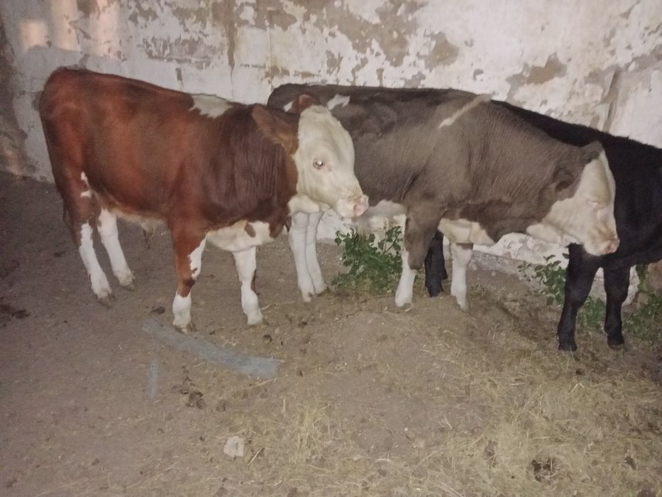 Продам подсосных Бычков три головы