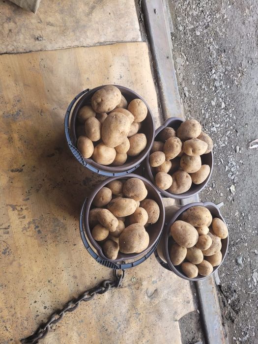 Картофель домашний