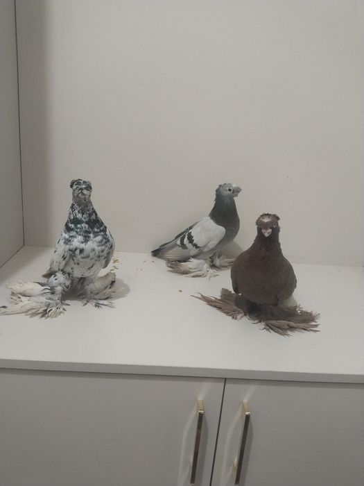 Голубы двухшубые