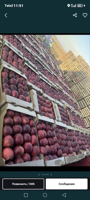 Яблоки оптом в регионы