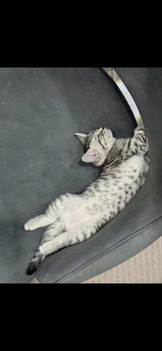 Котенок Британка 2мес