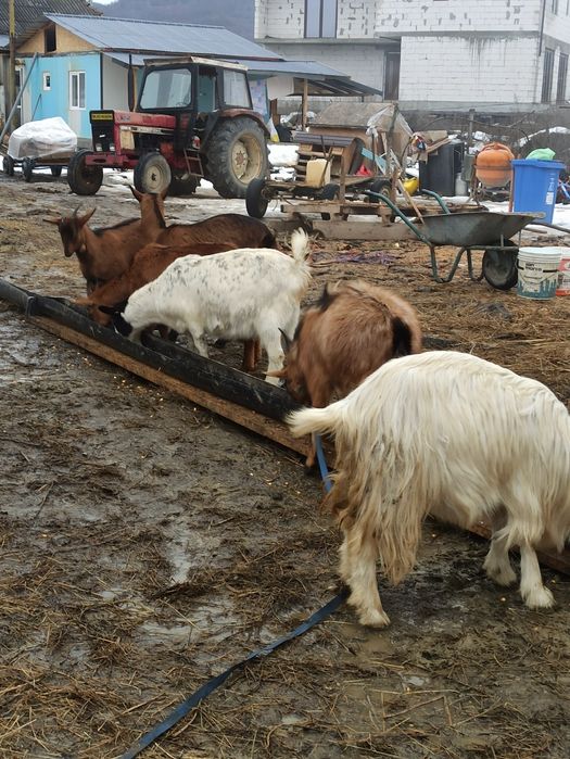 Vând  armăsar sau schimb