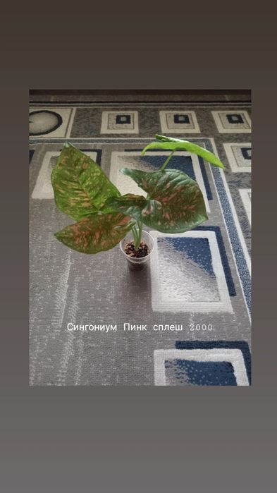 Филодендрон, растения, цветы