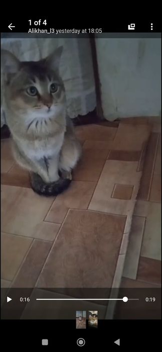 Britaniyskiy shinshila sotiladi zotli mushuk