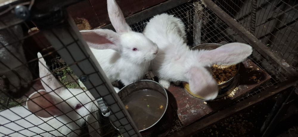 К р о л ь ч а т а