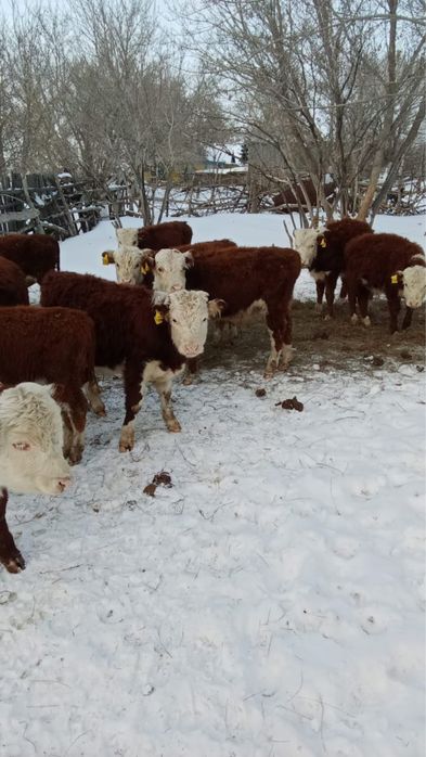 Продам 12 голов бычков 4-5 месяцев/ 12 бас еркек бузау