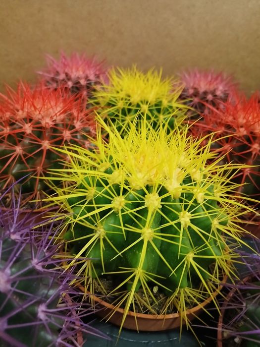 Кактусы микс разные от 2000тг