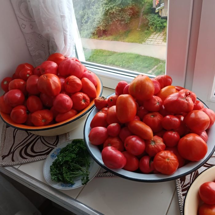 Продам помидоры домашние. г. Риддер