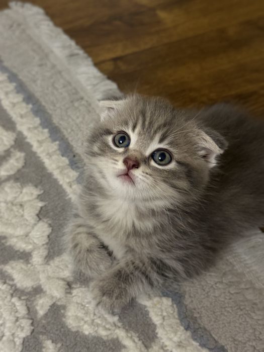 Продаются Котята Шиншилла