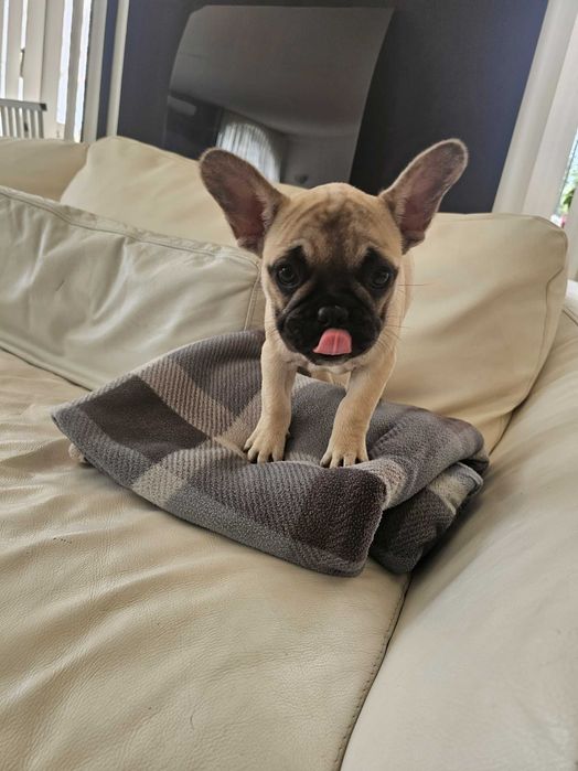 Френски булдочета