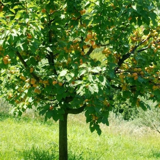 Pomi Fructiferi la Ghiveci (CAIS)