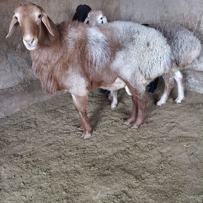 Арашан қошқар сатылады