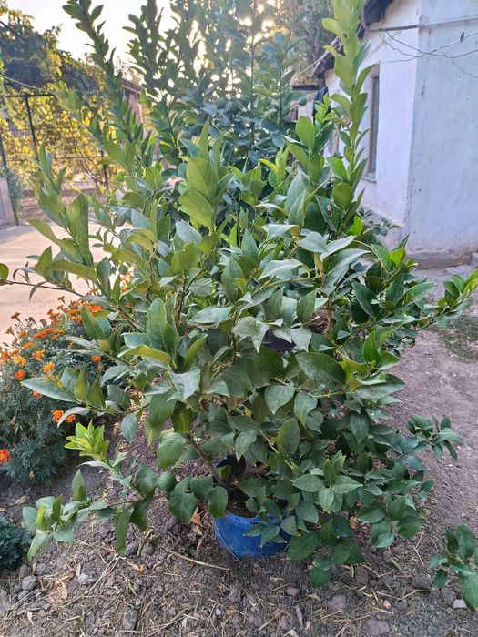 Лимонное дерево 2 лет