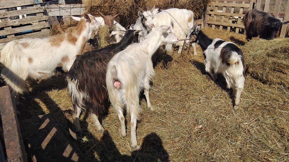 De vânzare capre cu iezi și dea fatat 20 de bucăți