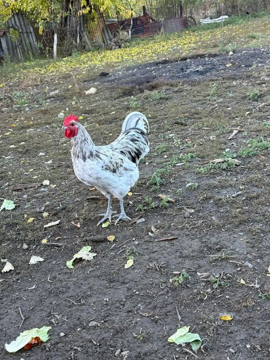 Cocosi Australorp 7 luni