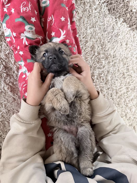 Щенята бесплатно