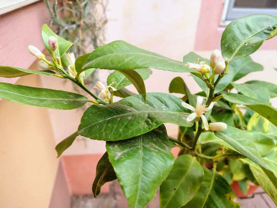 Lamai de 11 ani plin cu flori parfumate, de 1,8 metri inaltime