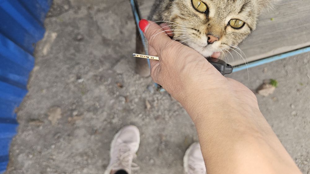 Отдам котёнка  6 месяцев