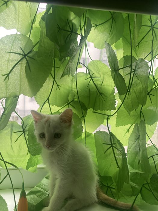 Кошки месни имй митвой