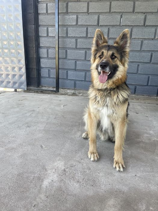 Щенки овчарки. Овчарка.