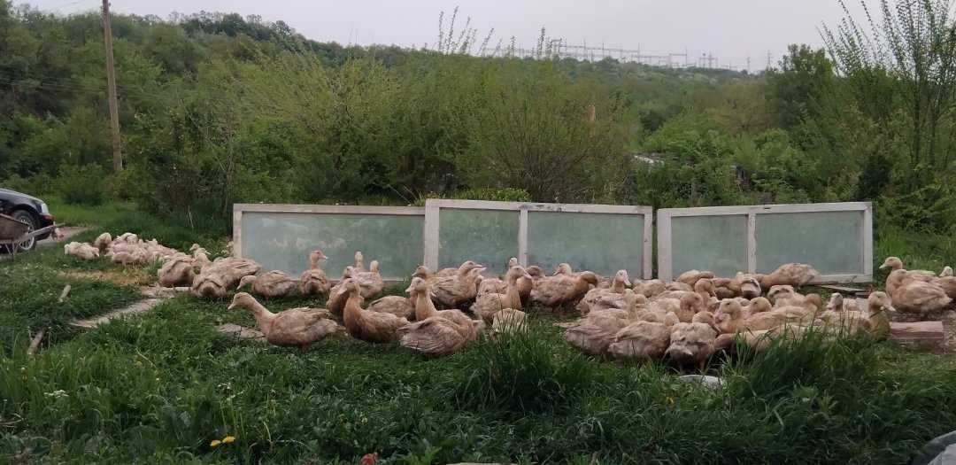 Големи патици Мюлари гр. Велико Търново Колю Фичето • OLX.bg