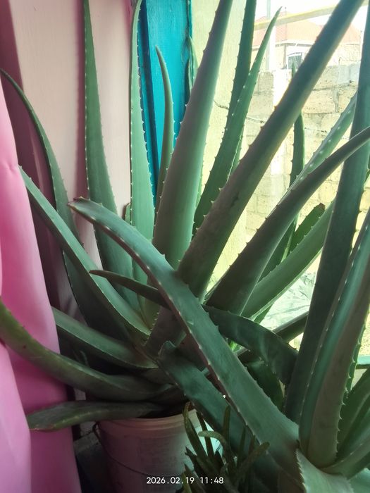 Алое жапырактары