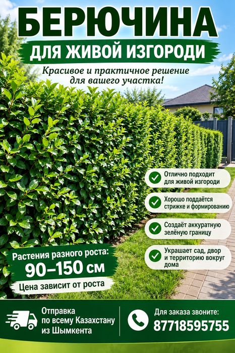 Саженцы Продам берючина живоя изгороди