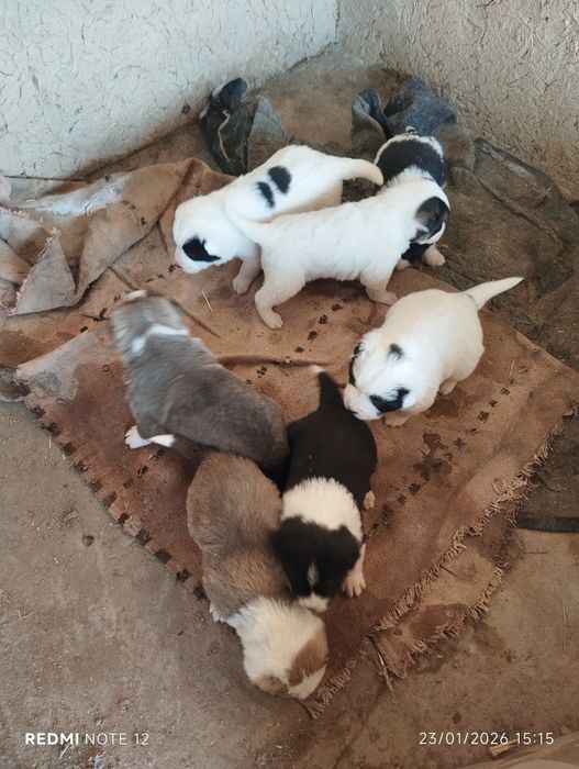 Тоза зот алабай болалари сотилади.