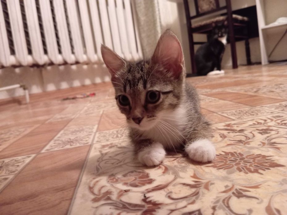 Котёнок в добрые руки