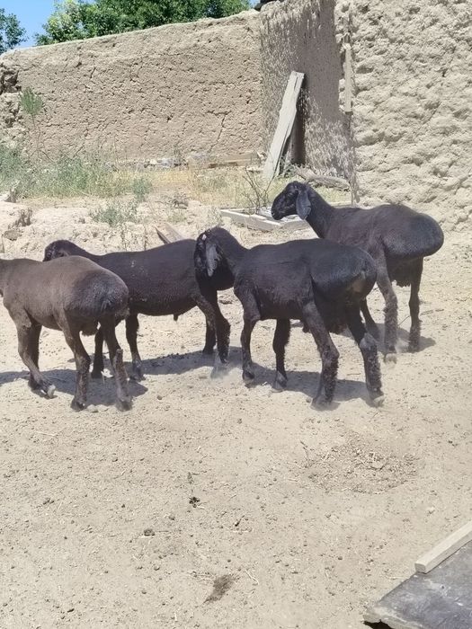 Qo'chqorlar sotiladi yaxwi narxlarda