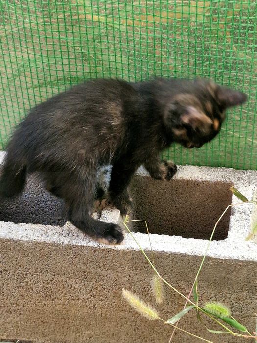 Подарявам котета