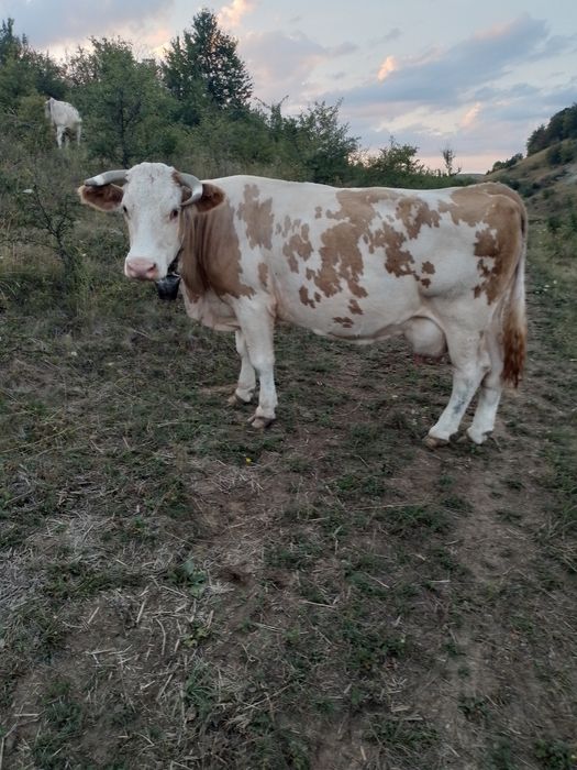 Vând vaca Baltata Romaneasca